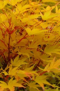 Corvallis Broom Dwarf Coral Bark Japanese Maple - 3 Gallon Pot 17 Corvallis Broom Dwarf Coral Bark Japanese Maple - 3 Gallon Pot -Outlet Drip Mingle Store acer palmatum fhellheim dwarf coral bark japanese maple 6