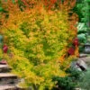 Fjellheim Dwarf Coral Bark Japanese Maple - 3 Gallon Pot -Outlet Drip Mingle Store acer palmatum fhellheim dwarf coral bark japanese maple 8