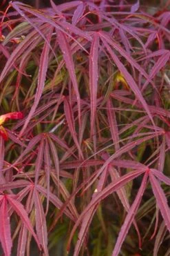 Ribbon Leaf Japanese Maple (Acer Palmatum 'Atrolineare') - 3 Gallon Pot 16 Ribbon Leaf Japanese Maple (Acer Palmatum 'Atrolineare') - 3 Gallon Pot -Outlet Drip Mingle Store acer palmatum filifera purpurea 5