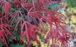 Ribbon Leaf Japanese Maple (Acer Palmatum 'Atrolineare') - 3 Gallon Pot 18 Ribbon Leaf Japanese Maple (Acer Palmatum 'Atrolineare') - 3 Gallon Pot -Outlet Drip Mingle Store acer palmatum filifera purpurea 6