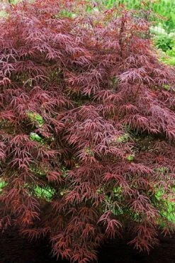 Ribbon Leaf Japanese Maple (Acer Palmatum 'Atrolineare') - 3 Gallon Pot 14 Ribbon Leaf Japanese Maple (Acer Palmatum 'Atrolineare') - 3 Gallon Pot -Outlet Drip Mingle Store acer palmatum filifera purpurea 7