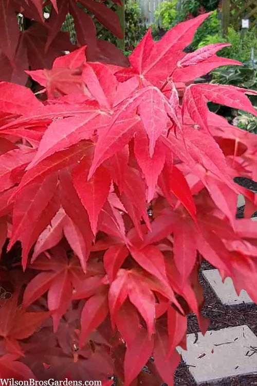 Gable's Glory Chameleon Japanese Maple - 3 Gallon Pot 8 Gable's Glory Chameleon Japanese Maple - 3 Gallon Pot - Image 6