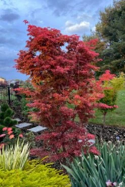 Gable's Glory Chameleon Japanese Maple - 1 Gallon Pot -Outlet Drip Mingle Store acer palmatum gables glory japanese maple 6 1