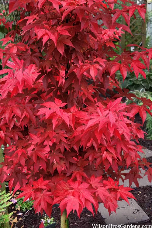 Gable's Glory Chameleon Japanese Maple - 3 Gallon Pot 3 Gable's Glory Chameleon Japanese Maple - 3 Gallon Pot