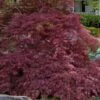 Garnet Laceleaf Japanese Maple - 3 Gallon Pot 1 Garnet Laceleaf Japanese Maple - 3 Gallon Pot -Outlet Drip Mingle Store acer palmatum garnet japanese maple 7