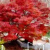 Glowing Embers Japanese Maple - 7 Gallon Pot (5-6') -Outlet Drip Mingle Store acer palmatum glowing embers japanese maple 20