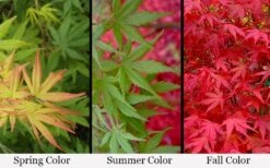 Glowing Embers Japanese Maple - 7 Gallon Pot (5-6') -Outlet Drip Mingle Store acer palmatum glowing embers japanese maple 21