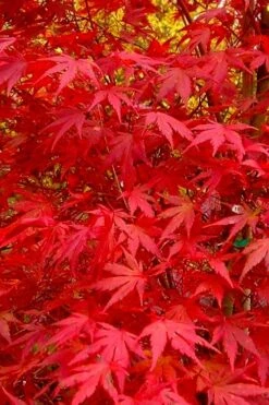 Glowing Embers Japanese Maple - 7 Gallon Pot (5-6') -Outlet Drip Mingle Store acer palmatum glowing embers japanese maple 22