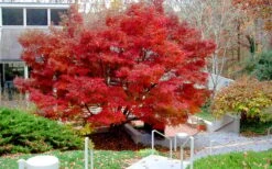 Glowing Embers Japanese Maple - 3 Gallon Pot -Outlet Drip Mingle Store acer palmatum glowing embers japanese maple 24 1