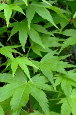 Green Leaf Japanese Maple (Acer Palmatum) - 5 Gallon Pot -Outlet Drip Mingle Store acer palmatum green leaf japanese maple 2