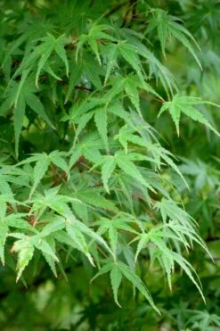Green Leaf Japanese Maple (Acer Palmatum) - 5 Gallon Pot -Outlet Drip Mingle Store acer palmatum green leaf japanese maple 5