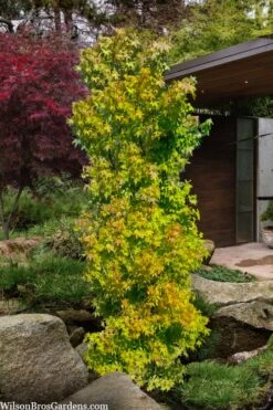 Skyscraper Columnar Japanese Maple - 1 Gallon Pot 10 Skyscraper Columnar Japanese Maple - 1 Gallon Pot -Outlet Drip Mingle Store acer palmatum green pillar japanese maple 1