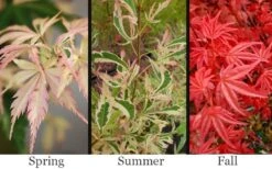 Hana Tsukasa Japanese Maple - 3 Gallon Pot (2-3') -Outlet Drip Mingle Store acer palmatum hana tsukasa japanese maple 1