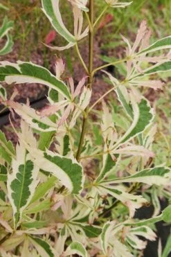 Hana Tsukasa Japanese Maple - 3 Gallon Pot (2-3') -Outlet Drip Mingle Store acer palmatum hana tsukasa japanese maple 3