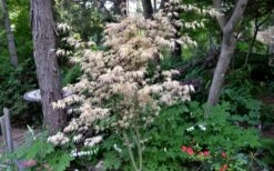 Hana Tsukasa Japanese Maple - 3 Gallon Pot (2-3') -Outlet Drip Mingle Store acer palmatum hana tsukasa japanese maple 7