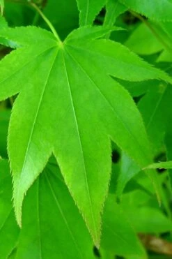 Hogyoku Japanese Maple - 1 Gallon Pot -Outlet Drip Mingle Store acer palmatum hogyoku japanese maple 4