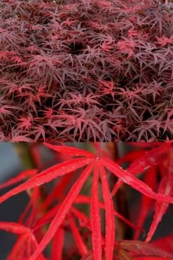 Hubb's Red Willow Japanese Maple - 3 Gallon Pot 12 Hubb's Red Willow Japanese Maple - 3 Gallon Pot -Outlet Drip Mingle Store acer palmatum hubbs red willow japanese maple 1