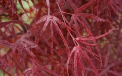 Hubb's Red Willow Japanese Maple - 3 Gallon Pot 13 Hubb's Red Willow Japanese Maple - 3 Gallon Pot -Outlet Drip Mingle Store acer palmatum hubbs red willow japanese maple 3