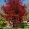 Hubb's Red Willow Japanese Maple - 3 Gallon Pot -Outlet Drip Mingle Store acer palmatum hubbs red willow japanese maple 5