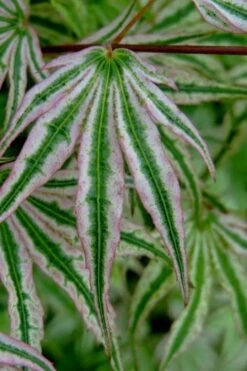 Ikandi Japanese Maple - 3 Gallon Pot (3-4') 19 Ikandi Japanese Maple - 3 Gallon Pot (3-4') -Outlet Drip Mingle Store acer palmatum ikandi japanese maple 10