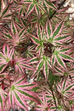 Ikandi Japanese Maple - 3 Gallon Pot (4-5') -Outlet Drip Mingle Store acer palmatum ikandi japanese maple 15 1