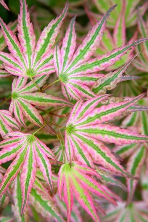 Ikandi Japanese Maple - 3 Gallon Pot (3-4') 3 Ikandi Japanese Maple - 3 Gallon Pot (3-4')