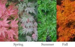 Ikandi Japanese Maple - 3 Gallon Pot (3-4') 14 Ikandi Japanese Maple - 3 Gallon Pot (3-4') -Outlet Drip Mingle Store acer palmatum ikandi japanese maple 4