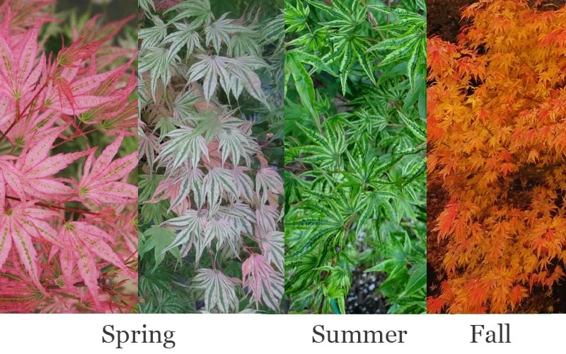 Ikandi Japanese Maple - 3 Gallon Pot (3-4') 6 Ikandi Japanese Maple - 3 Gallon Pot (3-4') - Image 4