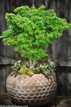 Jade Dragon Dwarf Japanese Maple - 3 Gallon Pot -Outlet Drip Mingle Store acer palmatum jade dragon japanese maple 2