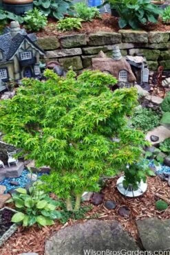 Jade Dragon Dwarf Japanese Maple - 3 Gallon Pot -Outlet Drip Mingle Store acer palmatum jade dragon japanese maple 5