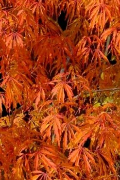 Jeddeloh Orange Japanese Maple - 1 Gallon Pot -Outlet Drip Mingle Store acer palmatum jeddeloh orange japanese maple 1