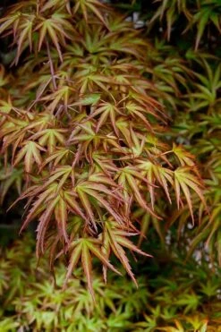Eagle's Claw Japanese Maple - (Acer Palmatum 'Kamagata') - 5 Gallon Pot -Outlet Drip Mingle Store acer palmatum kamagata eagles claw japanese maple 2
