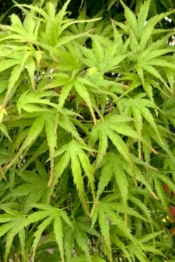 Eagle's Claw Japanese Maple - (Acer Palmatum 'Kamagata') - 2 Gallon Pot -Outlet Drip Mingle Store acer palmatum kamagata eagles claw japanese maple 3 1