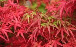 Eagle's Claw Japanese Maple - (Acer Palmatum 'Kamagata') - 5 Gallon Pot -Outlet Drip Mingle Store acer palmatum kamagata eagles claw japanese maple 4