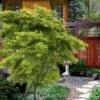 Eagle's Claw Japanese Maple - (Acer Palmatum 'Kamagata') - 5 Gallon Pot -Outlet Drip Mingle Store acer palmatum kamagata eagles claw japanese maple 6