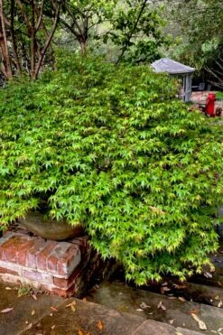 Kiyohime Spreading Japanese Maple - 1 Gallon Pot -Outlet Drip Mingle Store acer palmatum kiyohime dwarf japanese maple 10