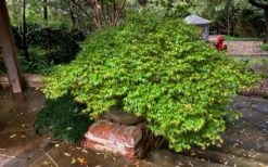Kiyohime Spreading Japanese Maple - 2 Gallon Pot -Outlet Drip Mingle Store acer palmatum kiyohime dwarf japanese maple 11 1