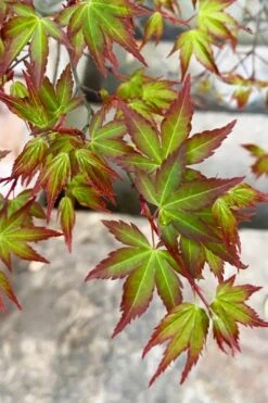 Kiyohime Spreading Japanese Maple - 2 Gallon Pot -Outlet Drip Mingle Store acer palmatum kiyohime dwarf japanese maple 4 1