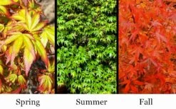 Kiyohime Spreading Japanese Maple - 1 Gallon Pot -Outlet Drip Mingle Store acer palmatum kiyohime dwarf japanese maple 7