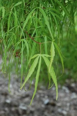 Koto No Ito Japanese Maple - 1 Gallon Pot -Outlet Drip Mingle Store acer palmatum koto no ito japanese maple 10