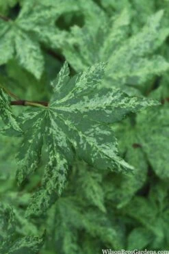 Kumoi Nishiki Japanese Full Moon Maple - 3 Gallon Pot -Outlet Drip Mingle Store acer palmatum kumoi nishiki 1 1