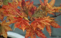 Kumoi Nishiki Japanese Full Moon Maple - 2 Gallon Pot -Outlet Drip Mingle Store acer palmatum kumoi nishiki 12