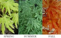 Kumoi Nishiki Japanese Full Moon Maple - 2 Gallon Pot -Outlet Drip Mingle Store acer palmatum kumoi nishiki 13