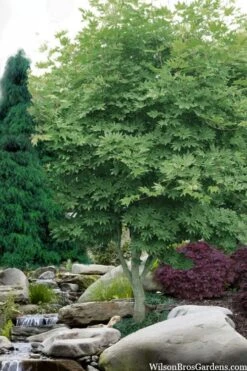Kumoi Nishiki Japanese Full Moon Maple - 3 Gallon Pot -Outlet Drip Mingle Store acer palmatum kumoi nishiki japanese maple 3 1