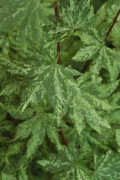 Kumoi Nishiki Japanese Full Moon Maple - 2 Gallon Pot -Outlet Drip Mingle Store acer palmatum kumoi nishiki japanese maple 4