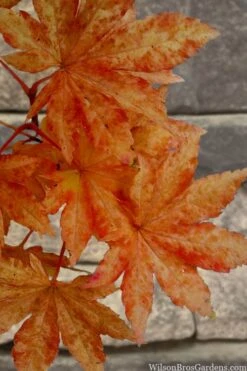 Kumoi Nishiki Japanese Full Moon Maple - 3 Gallon Pot -Outlet Drip Mingle Store acer palmatum kumoi nishiki japanese maple 7 1