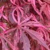 Lileeanne's Jewel Pink Leaf Japanese Maple - 1 Gallon Pot 2 Lileeanne's Jewel Pink Leaf Japanese Maple - 1 Gallon Pot -Outlet Drip Mingle Store acer palmatum lileeannes jewel 5 1