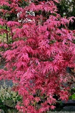 Lileeanne's Jewel Pink Leaf Japanese Maple - 1 Gallon Pot -Outlet Drip Mingle Store acer palmatum lileeannes jewel 6 1