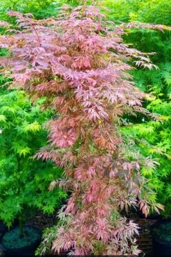 Lileeanne's Jewel Pink Leaf Japanese Maple - 3 Gallon Pot -Outlet Drip Mingle Store acer palmatum lileeannes jewel 7