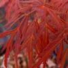 Lionheart Japanese Maple - 5 Gallon Pot -Outlet Drip Mingle Store acer palmatum lion heart japanese maple 10